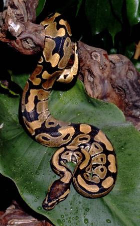 --- Le python royal ---
